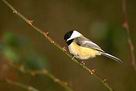 The chickadee